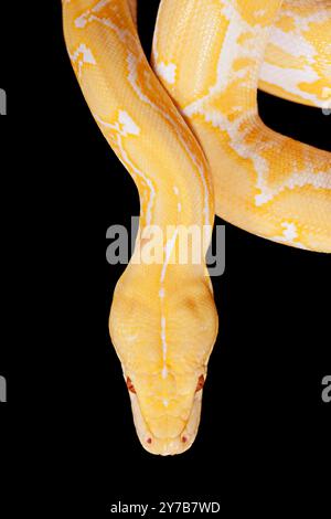 Python albinos tigre lavande isolé sur fond noir Banque D'Images