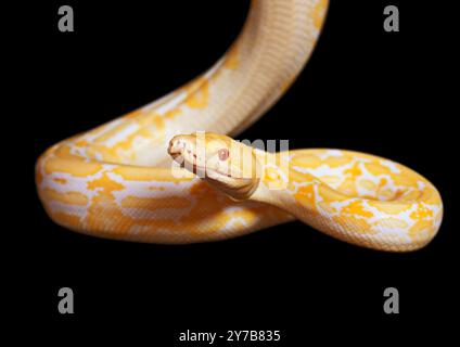 Python albinos tigre lavande isolé sur fond noir Banque D'Images