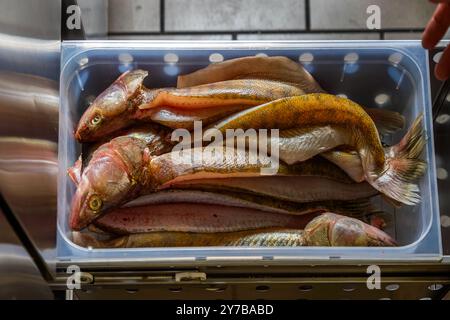 Le chef René Bobzin prépare du poisson désossé avec divers plats de pommes de terre dans la cuisine du Bauernstube de Bobzin et les présente personnellement à la table des convives. Dewichower Straße, Usedom-Süd, Mecklembourg-Poméranie occidentale, Allemagne Banque D'Images