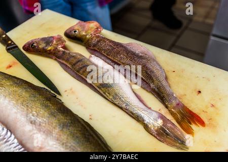 Le chef René Bobzin prépare du poisson désossé avec divers plats de pommes de terre dans la cuisine du Bauernstube de Bobzin et les présente personnellement à la table des convives. Dewichower Straße, Usedom-Süd, Mecklembourg-Poméranie occidentale, Allemagne Banque D'Images