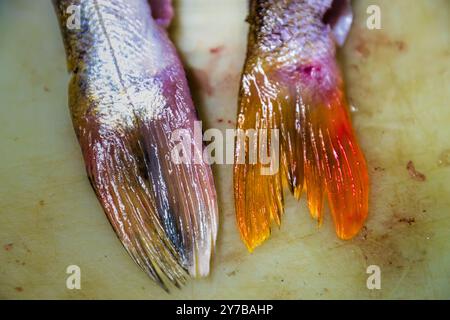 Le chef René Bobzin prépare du poisson désossé avec divers plats de pommes de terre dans la cuisine du Bauernstube de Bobzin et les présente personnellement à la table des convives. Dewichower Straße, Usedom-Süd, Mecklembourg-Poméranie occidentale, Allemagne Banque D'Images