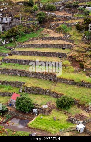 Jardins en terrasses à flanc de colline sur les pentes d'une montagne sur l'île portugaise de Madère Banque D'Images