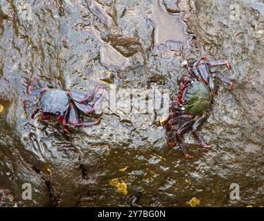 Le crabe Sally Lightfoot (Grapsus adscensionis) également connu sous le nom de crabe Red Rock, sur la côte rocheuse de Madère Banque D'Images