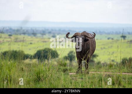 Buffalo africain (Syncerus caffer caffer) dans le parc national de Kidepo - Ouganda Banque D'Images