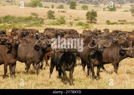 Buffles africains (Syncerus caffer caffer) dans le parc national de Kidepo - Ouganda Banque D'Images