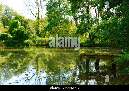 Un moment de tranquillité au bord d'un lac caché dans les Cotswolds automne 2024 Banque D'Images