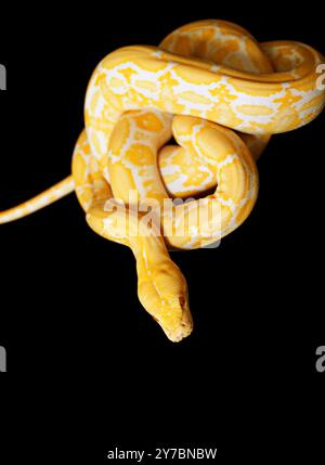 Python albinos tigre isolé sur fond noir Banque D'Images