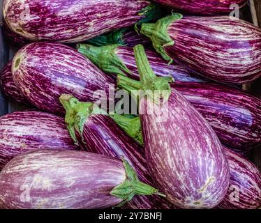 Un bouquet d'aubergines violettes avec des tiges vertes. Les aubergines sont empilées les unes sur les autres Banque D'Images