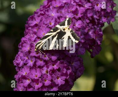 Jersey Tiger Moth Banque D'Images