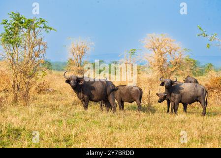 Buffalo africain (Syncerus caffer caffer) dans le parc national Queen Elizabeth - Ouganda Banque D'Images