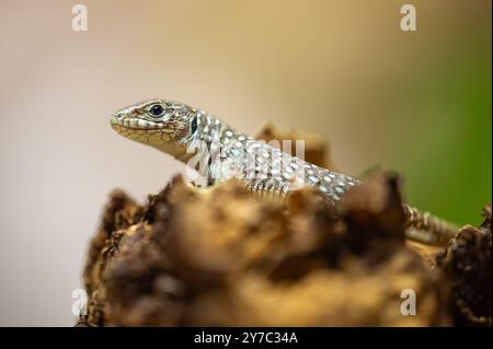 Gros plan du lézard ocellé sur le bois dans l'habitat naturel Banque D'Images