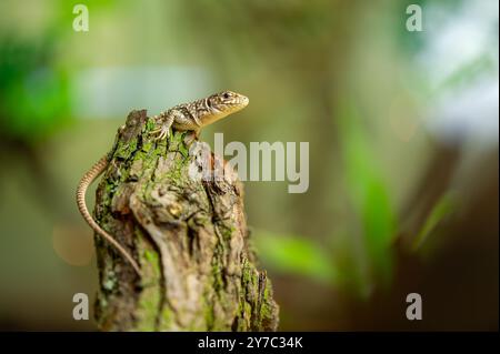 Gros plan sur lézard ocellé et Stump dans l'habitat naturel Banque D'Images