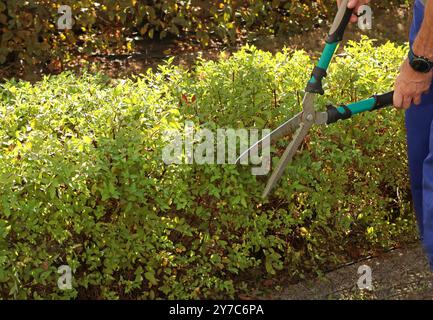 Jeune homme coupant des feuilles et des branches de haie dans le jardin avec de vieux ciseaux de jardin à l'automne. Jardinage et rangement. Nature et soin du jardin. Banque D'Images