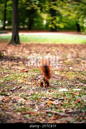 Un curieux écureuil rouge se dresse sur un sol forestier couvert de feuilles mortes, entouré d'arbres et de verdure. Sa queue touffue est soulevée comme il semble towar Banque D'Images