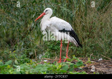 Cigogne blanche, Ciconia ciconia Banque D'Images