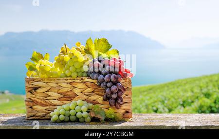 Un panier rempli de différents types de raisins devant un vignoble ensoleillé. Le vignoble s'étend au loin, avec des vignes qui brillent sous la guerre Banque D'Images