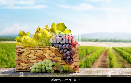 Un panier rempli de différents types de raisins devant un vignoble ensoleillé. Le vignoble s'étend au loin, avec des vignes qui brillent sous la guerre Banque D'Images