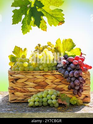 Un panier rempli de différents types de raisins devant un vignoble ensoleillé. Le vignoble s'étend au loin, avec des vignes qui brillent sous la guerre Banque D'Images