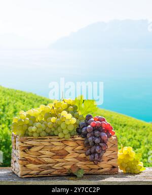 Un panier rempli de différents types de raisins devant un vignoble ensoleillé. Le vignoble s'étend au loin, avec des vignes qui brillent sous la guerre Banque D'Images