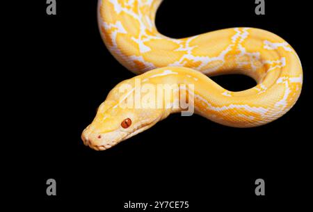 Serpent python albinos tigre isolé sur fond noir Banque D'Images