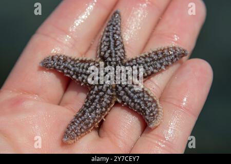 Star de la mer du Nord (Asterias vulgaris) en main Banque D'Images