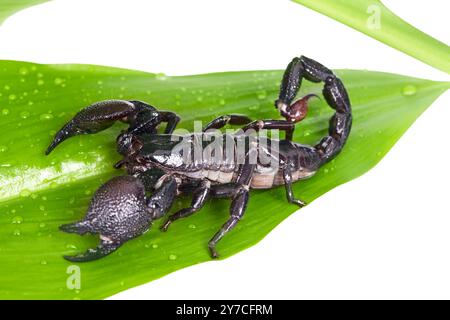 Empereur Scorpion (Pandinus imperator) sur une feuille verte Banque D'Images