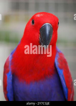 Gros plan d'un perroquet Eclectus féminin vibrant, mettant en vedette son plumage rouge et bleu saisissant et son bec noir pointu Banque D'Images