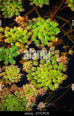 Un groupe de feuilles de plantes aquatiques à motifs verts et bruns flotte à la surface de l'eau, créant un motif naturel complexe et coloré qui est vi Banque D'Images