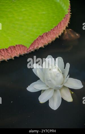 Une image étonnante montrant une fleur de nénuphar flottant à côté d'un grand matelas de nénuphars verts dans l'eau calme, capturant l'élégance naturelle et la beauté Banque D'Images