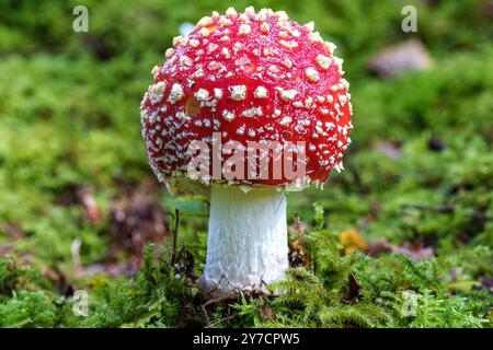 Un champignon rouge éclatant orné de taches blanches distinctes, prospérant dans une mousse verte luxuriante, des vitrines Banque D'Images