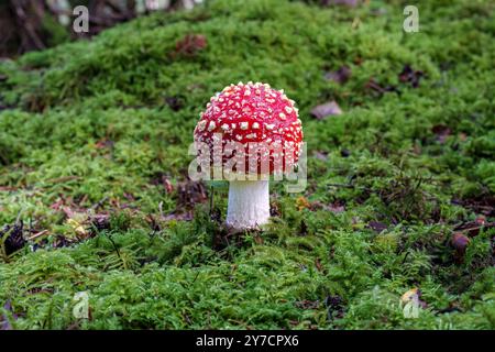 Un champignon rouge éclatant orné de taches blanches distinctes, prospérant dans une mousse verte luxuriante, des vitrines Banque D'Images