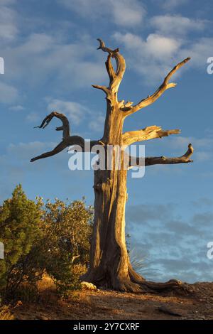 Stark et arbre sans feuilles contre le ciel bleu est une nature morte naturelle de contrastes à Windy point sur le mont Lemmon dans la chaîne de montagnes Catalina de Tucson, Ari Banque D'Images