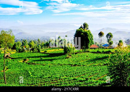 Fermes irlandaises de pommes de terre à Kisoro Ouganda Banque D'Images