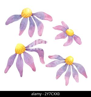 Un clipart d'aquarelle d'échinacée vibrant avec quatre coneflowers avec des centres jaunes et des pétales rose-violet. Parfait pour les dessins botaniques, les cartes de vœux, les imprimés en tissu ou les marchandises sur le thème de la nature Banque D'Images