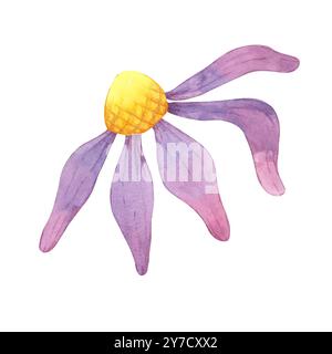 Illustration aquarelle coneflower. Clipart de fleur d'échinacée avec centre jaune et pétales violets pour les conceptions de logo, la papeterie, le matériel éducatif, ou des invitations sur le thème floral et des produits numériques Banque D'Images