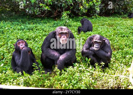 Chimpanzés ( Pan troglodytes) en attente de nourriture au sanctuaire des chimpanzés de l'île de Ngamba dans le lac Victoria Ouganda. Banque D'Images