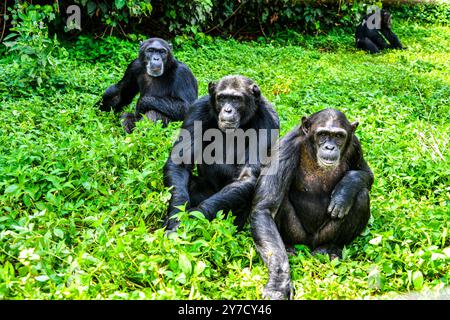 Chimpanzés ( Pan troglodytes ) attendent de la nourriture au sanctuaire des chimpanzés de l'île de Ngamba dans le lac Victoria Ouganda.. Banque D'Images