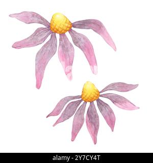 Deux coneflowers avec des pétales d'aquarelle violets et roses et des centres jaunes. Ce clipart d'échinacée purpurea est idéal pour l'emballage de produits respectueux de l'environnement, la papeterie personnalisée ou la décoration sur le thème du jardin Banque D'Images