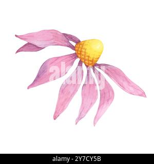 Une seule illustration d'aquarelle coneflower avec des pétales roses doux et un centre jaune. Conception clipart d'Echinacea purpurea pour cartes de vœux, textiles, imprimés d'art floral ou étiquettes de produits Banque D'Images