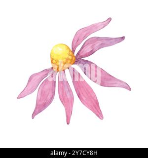 Une illustration d'aquarelle coneflower avec des pétales roses vibrants et un centre jaune. Echinacea purpurea clipart pour des conceptions de produits à base de nature, image de marque sur le thème des plantes, ressources éducatives Banque D'Images