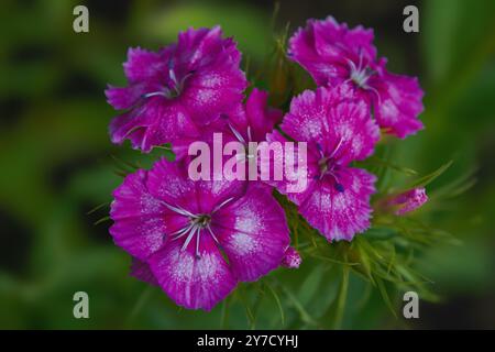 Œillet turc dans un lit de fleurs sur un fond naturel. Banque D'Images