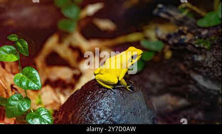 Golden poison dart grenouille (Phyllobates terribilis). Grenouille tropicale vivant en Amérique du Sud. Banque D'Images