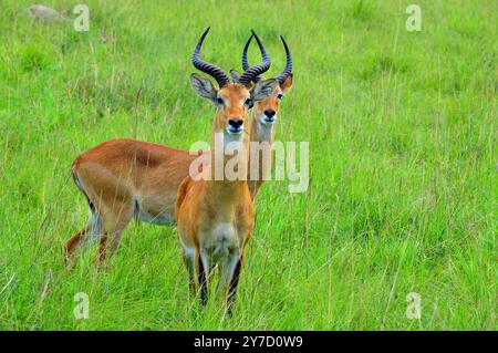 Ouganda Kobs dans le parc national Queen Elizabeth Ouganda Banque D'Images
