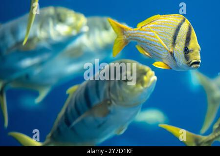 Vue rapprochée d'un poisson-porc et d'une école de trevally doré à l'Aquarium de Géorgie dans le centre-ville d'Atlanta, Géorgie. (ÉTATS-UNIS) Banque D'Images