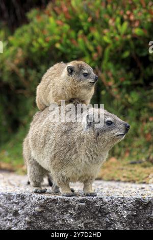 Rock Hyrax (Procavia capensis), mère avec des jeunes sur le dos, comportement social, Betty's Bay, Western Cape, Afrique du Sud, Afrique Banque D'Images