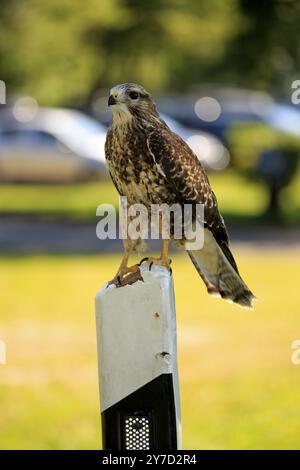 Buzzard commun (Buteo buteo), adulte au poste de garde, appel, poste routier, Pelm, Eifel, Allemagne, Europe Banque D'Images