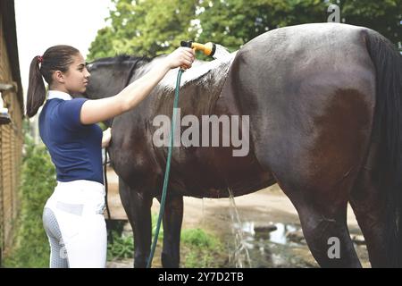 Le processus de lavage du cheval avec l'eau d'un tuyau, pour affronter la concurrence des loisirs. Banque D'Images