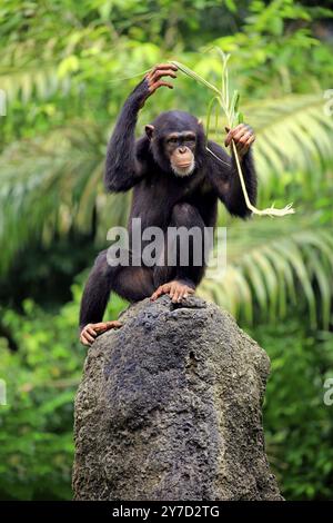 Chimpanzé (Pan troglodytes troglodytes), femelle adulte, utilisé, outil, termites monticule Afrique Banque D'Images