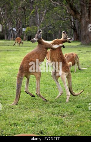 Kangourou rouge (Macropus rufus), mâle, combat, deux animaux, Tibooburra, nouvelle-Galles du Sud, Australie, Océanie Banque D'Images