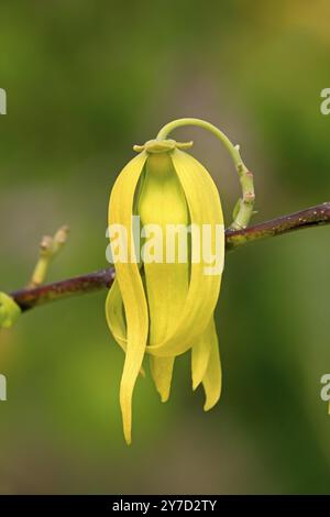 Ylang-ylang (Cananga odorata), fleur, floraison, Nosy Be, Madagascar, Afrique Banque D'Images